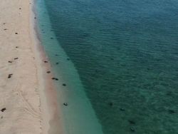 Gemasnya Ribuan Bayi Penyu Difoto dari Drone