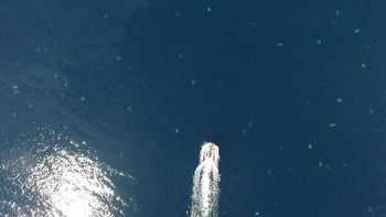 Metode survei populasi sebelumnya dilakukan dengan melukis garis putih di kulit penyu ketika mereka bersarang di pantai, kata Andrew Dunstan dari Department of Environment and Science (DES) Queensland Government, dikutip dari Bored Panda. Foto: Great Barrier Reef Foundation/Queensland Government
