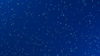 Meski cat tersebut tidak beracun dan aman bagi penyu, cara survei seperti ini masih merepotkan. Apalagi cat juga akan hilang dalam beberapa hari. Selain bisa mengurangi keakuratannya, cara ini juga memakan waktu. Foto: Great Barrier Reef Foundation/Queensland Government