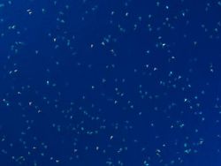 Gemasnya Ribuan Bayi Penyu Difoto dari Drone