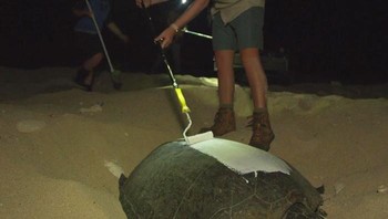 Dari kapal kecil, kami kemudian menghitung penyu yang dicat dan yang tidak dicat. Mencoba menghitung dengan akurat ribuan penyu yang dicat dan tidak dicat dari sebuah perahu kecil di cuaca yang kurang baik sangat sulit, kata Dunstan. Foto: Great Barrier Reef Foundation/Queensland Government