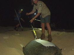 Gemasnya Ribuan Bayi Penyu Difoto dari Drone