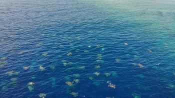 Ribuan penyu hijau bersarang di lepas pantai Pulau Raine, lokasinya terletak di tepi luar Great Barrier Reef dan sekitar 620 kilometer barat laut Cairns, Queensland, Australia. Foto: Great Barrier Reef Foundation/Queensland Government