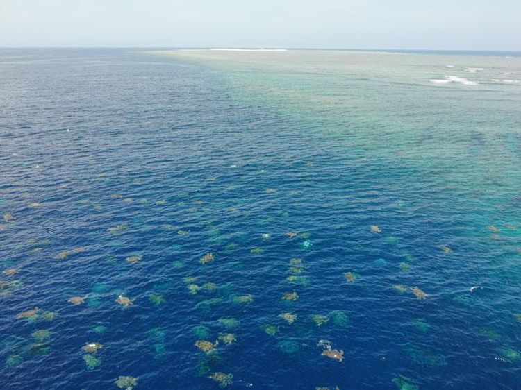 Gemasnya Ribuan Bayi Penyu Difoto dari Drone
