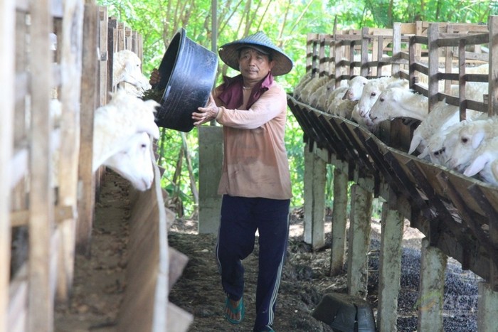 Peternak Kambing