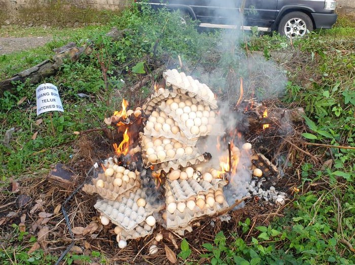 Telur busuk di Tasikmalaya dimusnahkan