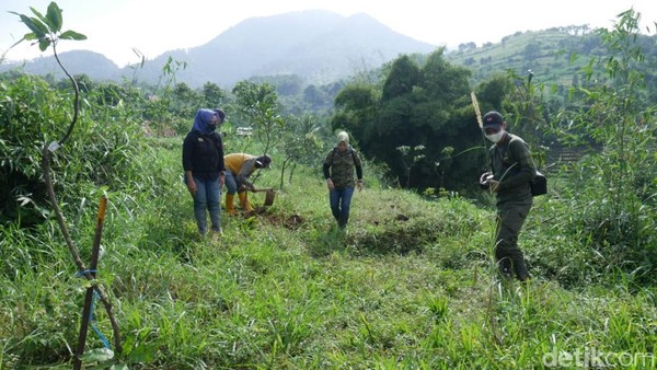 Agar kawasan menjadi rimbun, ribuan pohon ditanam. Selain sebagai objek wisata, penanaman pohon juga dilakukan sebagai wilayah resapan air. (Wisma Putra/detikcom) Agar kawasan menjadi rimbun, ribuan pohon ditanam. Selain sebagai objek wisata, penanaman pohon juga dilakukan sebagai wilayah resapan air. (Wisma Putra/detikcom)