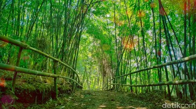 Hutan Bambu Mirip Kyoto di Bandung