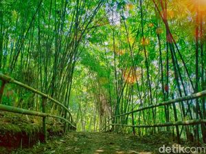 Hutan Bambu Mirip Kyoto di Bandung