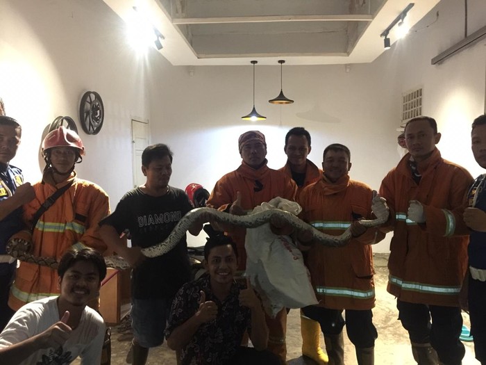 Ular piton 3 meter dievakuasi dari rumah warga di Bengkulu (Hery-detikcom)