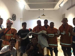 Kerap Muncul di Rumah Warga Bengkulu-Mangsa Merpati, Piton 3 Meter Dievakuasi