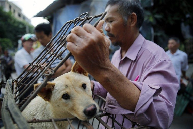 Vendors wait for customers to buy dogs in cages at a market in Yulin, in southern China's Guangxi province on June 21, 2015.  The city holds an annual festival devoted to the animal's meat on the summer solstice which has provoked an increasing backlash from animal protection activists.      CHINA OUT    AFP PHOTO        (Photo credit should read STR/AFP/Getty Images)