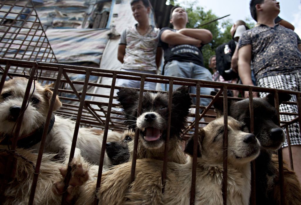 Vendors wait for customers to buy dogs in cages at a market in Yulin, in southern China's Guangxi province on June 21, 2015.  The city holds an annual festival devoted to the animal's meat on the summer solstice which has provoked an increasing backlash from animal protection activists.      CHINA OUT    AFP PHOTO        (Photo credit should read STR/AFP/Getty Images)