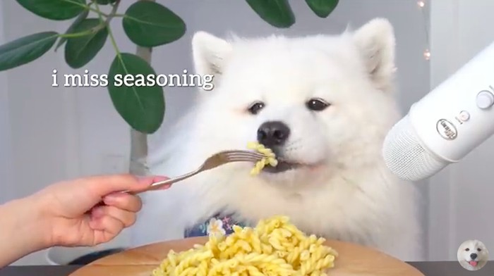 Maya, anjing foodies yang suka mukbang ASMR Maya, anjing foodies yang suka mukbang ASMR