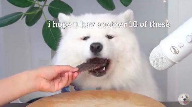 Maya, anjing foodies yang suka mukbang ASMR