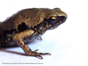 LIPI Temukan Katak Jenis Baru di Indonesia, Ini Penampakannya