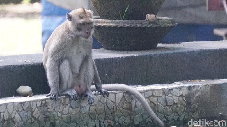 Monyet di Taman Balekambang, Solo. Monyet di Taman Balekambang, Solo.