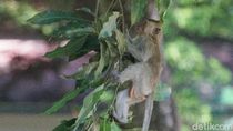 BKSDA Pasang Jebakan untuk Tangkap Monyet di Taman Balekambang Solo
