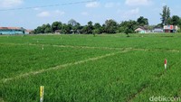 Patok-patok proyek jalan tol Yogyakarta-Solo itu antara lain terlihat di wilayah Kecamatan Banyudono, Boyolali. 