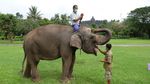 Seru Banget! Yuk, Intip Gajah Melukis di Candi Borobudur