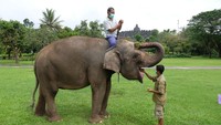 Sejak petisi “Akhiri Atraksi Tunggang Gajah di Borobudur” oleh artis sekaligus pecinta satwa Melanie Subono pada April 2019, lima hewan berukuran besar itu menjadi dialihkan menjadi objek wisata edukasi di komplek candi peninggalan wangsa Syailendra tersebut.