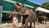 Mereka tinggal di kandang menikmati rumput segar yang diberikan pawang gajah, juga makanan pendamping seperti wortel, kacang panjang dan timun juga diberikan sebagai kudapan.