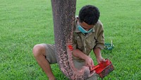 Kondisi santai bagi gajah itu juga didukung dengan sepinya lingkungan sekitar akibat ditutupnya kawasan wisata TWC Borobudur untuk mencegah penyebaran pandemi COVID-19.