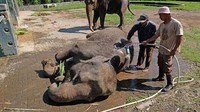 Sebuah kondisi yang dibutuhkan para gajah nantinya untuk kembali beraksi menghibur dan memberi edukasi pada para pengunjung TWC Borobudur.