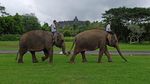Seru Banget! Yuk, Intip Gajah Melukis di Candi Borobudur