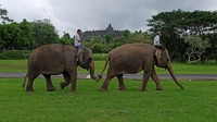 Lima ekor gajah peliharaan Taman Wisata Candi Borobudur, Zella, Echa, Endra, Lisa dan Bona saat ini tidak lagi menjadi gajah tunggang.