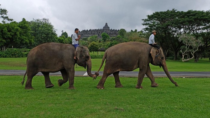 Mahout memandikan gajah di kandang mereka.