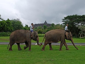 5 Gajah di Borobudur Dipindah, BKSDA: Pengunjung Fokus ke Candi