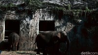 Hampir tiga bulan, kebun binatang ini tidak menerima kunjungan akibat pandemi COVID-19.