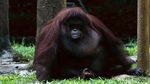 Potret Binatang di Ragunan yang Kangen Dikunjungi