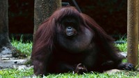 Meski demikian, Taman Margasatwa Ragunan, Jakarta Selatan, memastikan kebutuhan pakan satwa koleksi kebun binatang tetap terpenuhi.