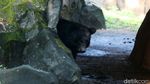 Potret Binatang di Ragunan yang Kangen Dikunjungi