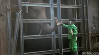 Petugas tengah memberi makan gajah.
