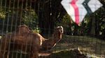 Potret Binatang di Ragunan yang Kangen Dikunjungi