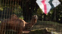 Saat buka nanti di masa PSBB transisi, Kebun Binatang Ragunan memberlakukan pembatasan pengunjung pada hari biasa menjadi 5.000 orang.  Sedangkan pada akhir pekan jumlah pengunjung yang bisa masuk sebanyak 10.000 orang.