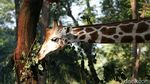 Potret Binatang di Ragunan yang Kangen Dikunjungi