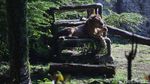 Potret Binatang di Ragunan yang Kangen Dikunjungi