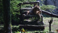 Sebelum dibukanya kembali Taman Margasatwa Ragunan, pihak pengelola menjalani simulasi pembukaan pasca ditutup selama pandemi COVID-19 (Corona).
