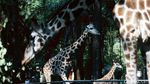Potret Binatang di Ragunan yang Kangen Dikunjungi
