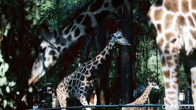 Potret Binatang di Ragunan yang Kangen Dikunjungi
