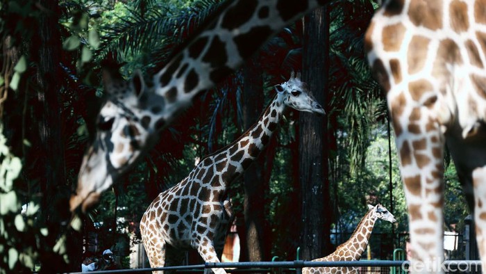 Taman Margasatwa Ragunan baru akan dibuka 20 Juni mendatang. Begini potret binatang di Ragunan yang kangen dkunjungi.