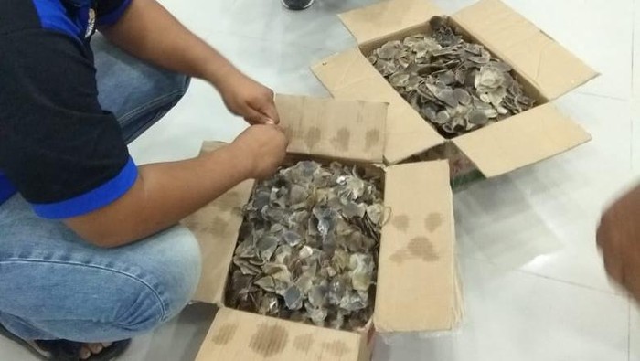 Sisik trenggiling yang disita dari pelaku. (Foto: Dok KLHK)