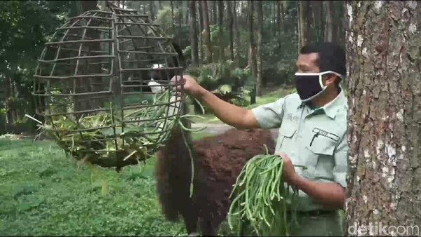Foto: Taman Safari Prigen Bersiap Sambut Wisatawan Era New Normal