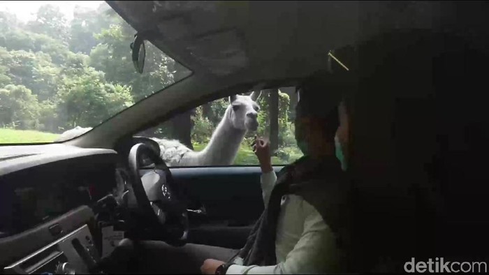 Taman Safari Prigen simulasi new normal