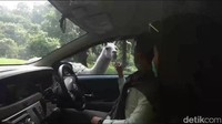Selama masa new normal, hanya safari adventure yang dibuka, sedangkan wahana rekreasi dan resto menunggu perkembangan. Pengunjung dibatasi 50 persen dari kapasitas untuk mencegah penumpukan. Foto: (Muhajir Arifin/detikcom)