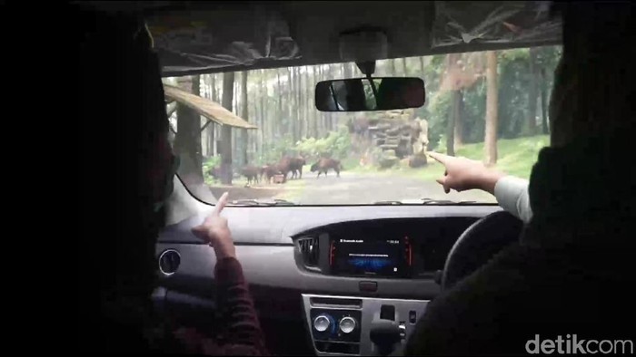 Taman Safari Prigen simulasi new normal